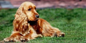 Affido condiviso per il cane in caso di separazione
